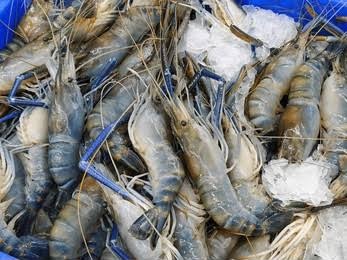 Fresh Local Prawns