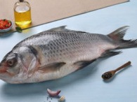 Bhokua / Catla (Kanpur)
