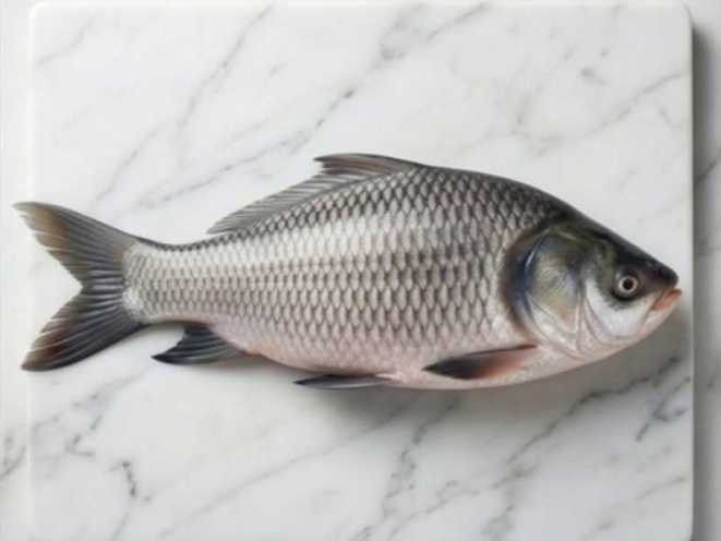 Bhokua / Catla